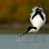 Tenkozobec opacny - Recurvirostra avosetta - Pied Avocet 7210u